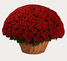 251 Премиум красная роза в Алферово Премиум букет из: Розы в Алферово